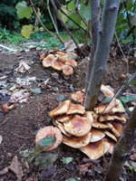 P1000130.JPG