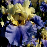 428.Iris germanica Haut Les Voiles I 1,42<br />примерно 107р<br /><br />Badina