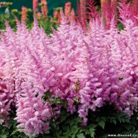409. Astilbe Hybrids Ice Cream 02/03 0,89<br />примерно 67р