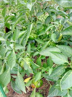 P70911-155544.jpg