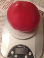 image.jpeg