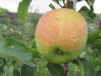 IMG_8467.JPG