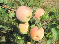IMG_8540.JPG