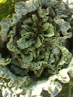 IMG00225.jpg
