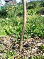 IMG00205.jpg