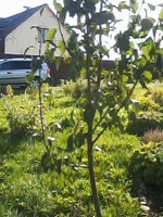 IMG00218.jpg