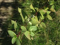 IMG_5921.JPG
