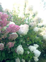 IMG_5917.JPG