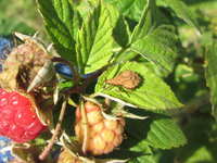 IMG_0121п.jpg