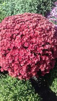 20170925_122055_resized.jpg