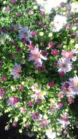 20170925_122114_resized.jpg