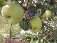 IMG_8388.JPG