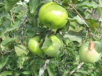 IMG_8406.JPG