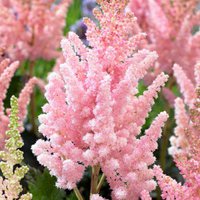 408. Astilbe chinensis Vision Inferno ® PBR 01/02 0,89 50<br />примерно 67р