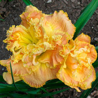 423. Лилейник Nature's Crown 2,45<br />примерно 185р
