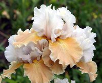 424. Iris germanica Champagne Elegance I 1,10<br />примерно 83р<br /><br />Badina<br />Наталья Л.