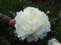 8.Paeonia Ann Cousins 02/03 6.57/примерно 474 руб<br />50 шт/ящ<br /><br />SvetlanaS