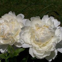 429. Paeonia		Bowl of Cream	02/03	6,56	50<br />примерно 495р<br /><br />SvetlanaS<br />belta