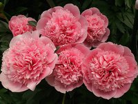 434. Paeonia		Etched Salmon	02/03	16,16	50<br />примерно 1215<br /><br />SvetlanaS<br />belta