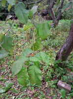 P70930-093037.jpg