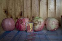 IMG_1186.jpg