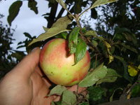 DSC00895.JPG