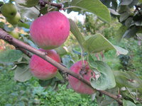 IMG_4697.JPG
