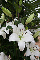 LILIUM-LITOUWEN-14559.jpg