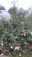 Сегодня час ушел на обрезку этой розы-Вильям Морис. Побеги,что в верху,не вызрели,пришлось вырезать. Руки до локтей расцарапаны