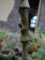DSC05287.JPG