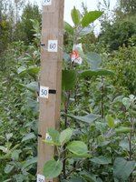 DSC06476-01.jpg