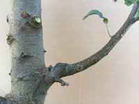Косой пенёк.