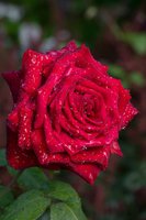 DSC_7976.jpg