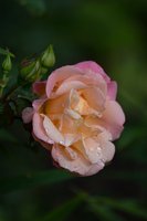 DSC_7977.jpg