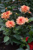 DSC_8046.jpg