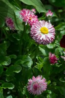 DSC_7462.jpg