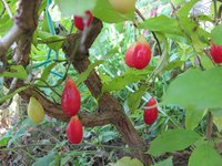 IMG_0039.JPG