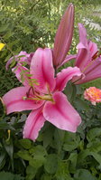 2017-08-03-048.jpg
