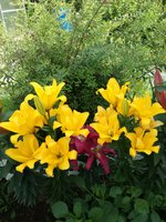 IMG-20171008-WA0008.jpg