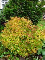 IMG_4906-1.jpg