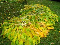 IMG_4905-1.jpg