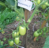 Лето 2012 389.jpg