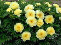 4. Paeonia Itoh Bartzella 02/03 7,66<br />примерно 550р<br /><br />ЛюбознательнаяНя