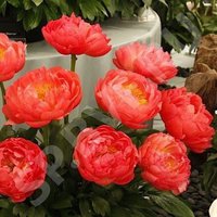 5. Paeonia Coral Sunset<br />2,90евро 3,43, примерно 250р<br /><br /><br />belta
