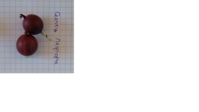 Сеянец лефора.png