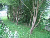 Лето 2012 401.jpg