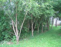 Лето 2012 403.jpg
