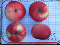 Сеянец SR-0523-16-25.JPG