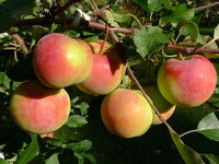 P1130046_.JPG