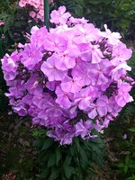 IMG_20130715_145846.jpg